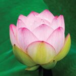 Online Meditationstag Erwachen Befreiung Glueckseligkeit Foto