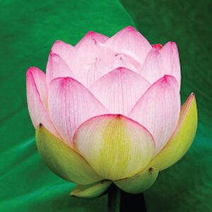 Online Meditationstag Erwachen Befreiung Glueckseligkeit Foto