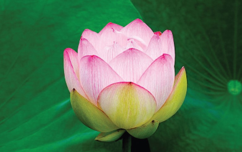 Online Meditationstag Erwachen Befreiung Glueckseligkeit Foto